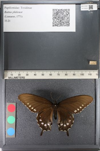 Media type: image;   Entomology 135633